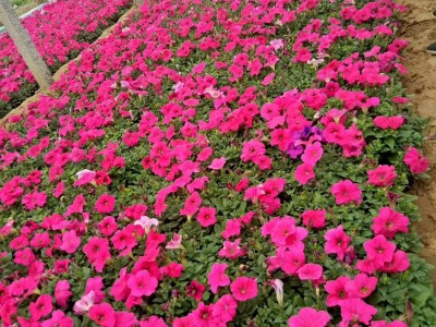 牽?；ǖ纳L環(huán)境