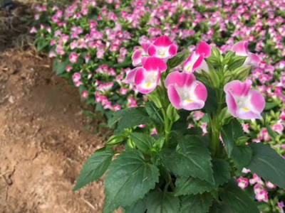 不同種類花卉對肥料的需求有哪些差異？