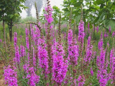 花卉苗木養(yǎng)護(hù)管理主要有幾方面？